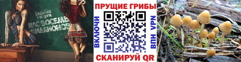что такое   Корсаков  Псилоцибиновые грибы ЛСД 